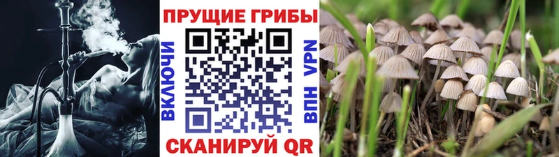Псилоцибиновые грибы Psilocybine cubensis  где найти наркотики  Козьмодемьянск 